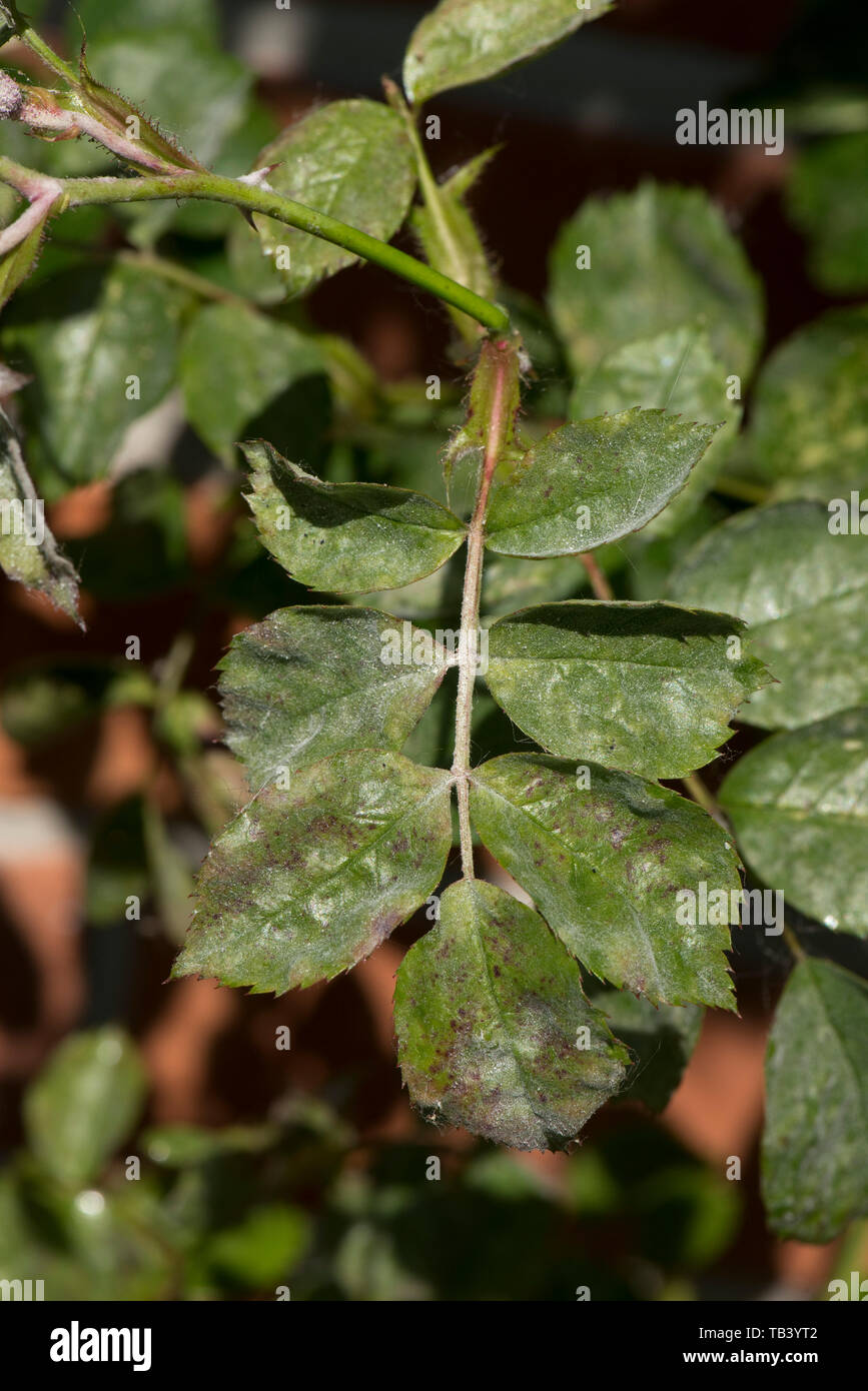 Powdery mildew, Podosphaera pannosa, fungal disease on rose leaves, Rosa 'American Pillar', Berkshire, May Stock Photo