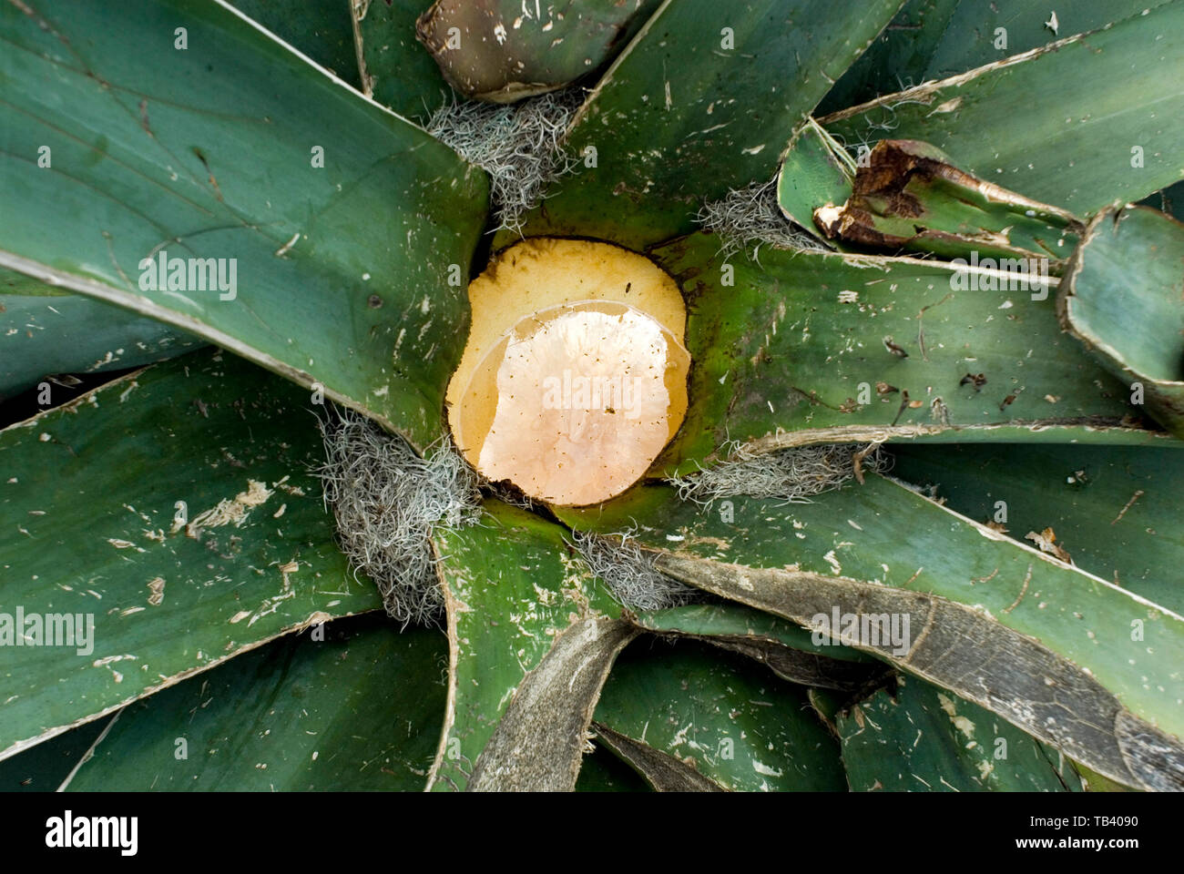 Agua Miel Honey Water Inside The Heart Of The Maguey Cactus At The Del Razo Hacienda When A Maguey Is Capado Or Tapped After 12 Years Of Maturit Stock Photo Alamy