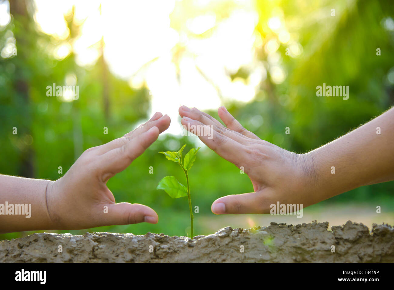 Planting trees, loving the environment and protecting nature Nourishing