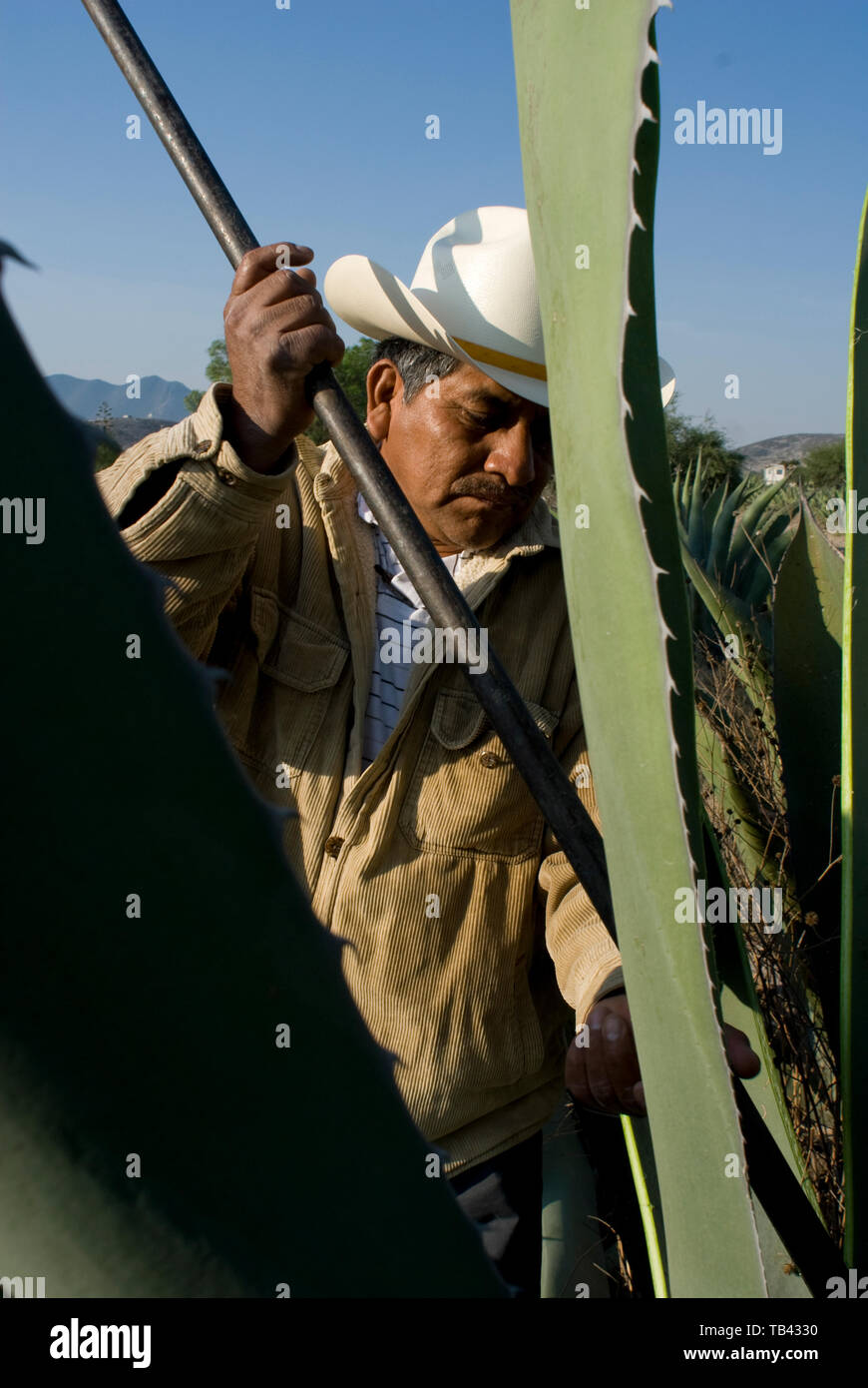 Indalecio Quiterio Serrano extracts "agua miel" (sweet water) from the  maguey cactus' heart. Cardonal Valley, Hidalgo, Mexico. Friday, May 2, 2008  Stock Photo - Alamy