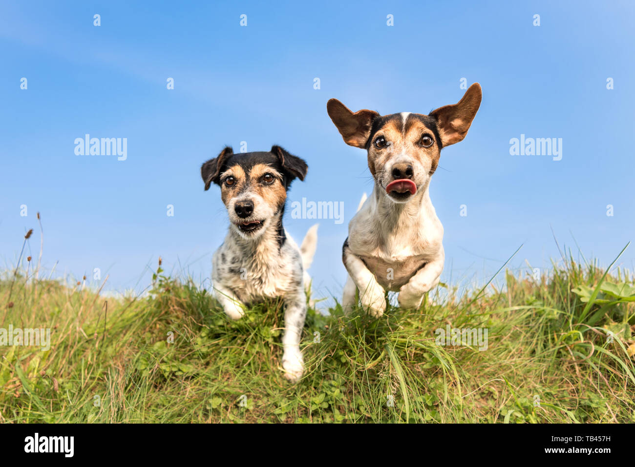 dog hopping over a green hill in a meadow Jack Russell 8 and 10 years old hair style broken