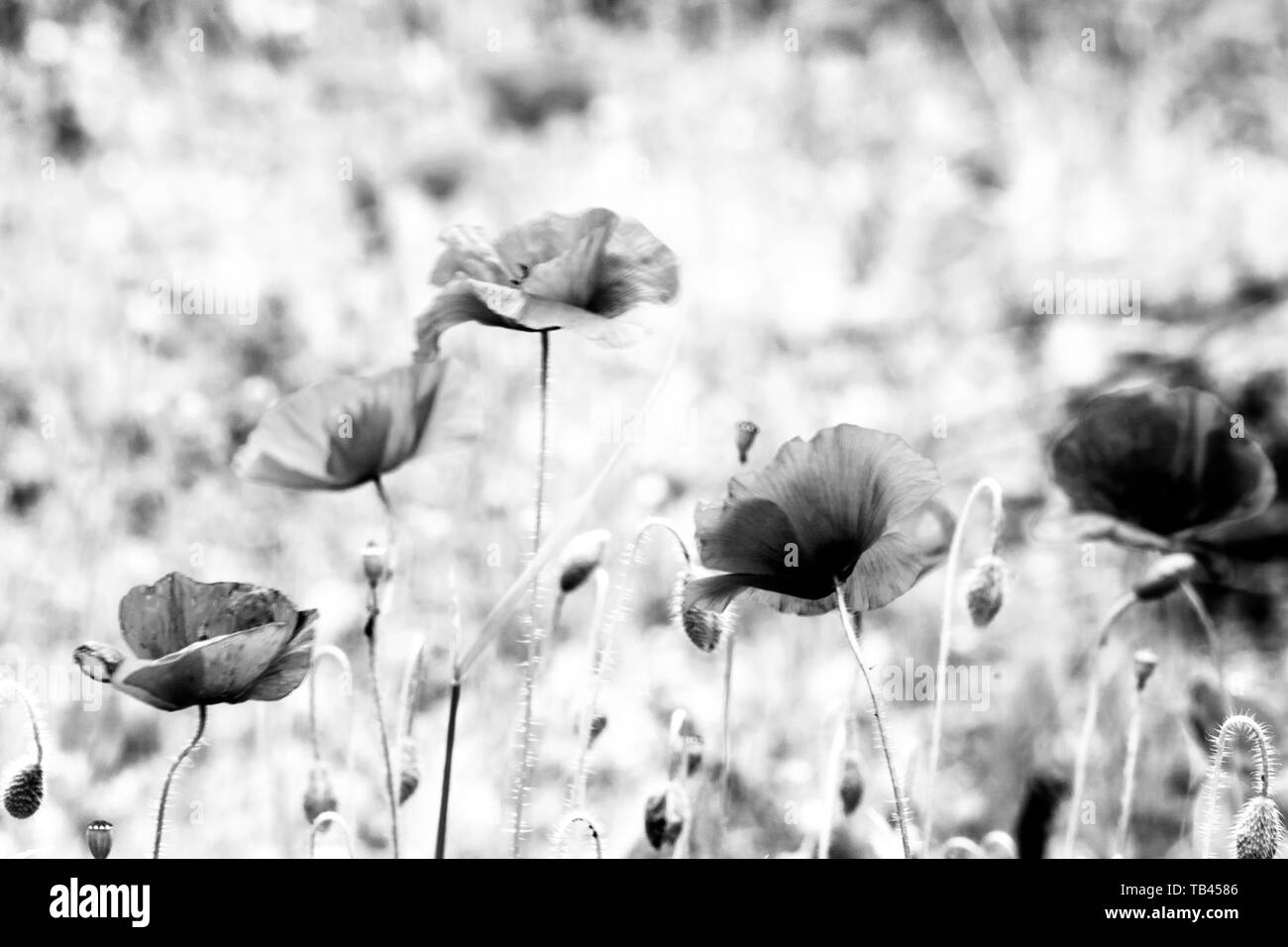 Abstract view of poppies Stock Photo