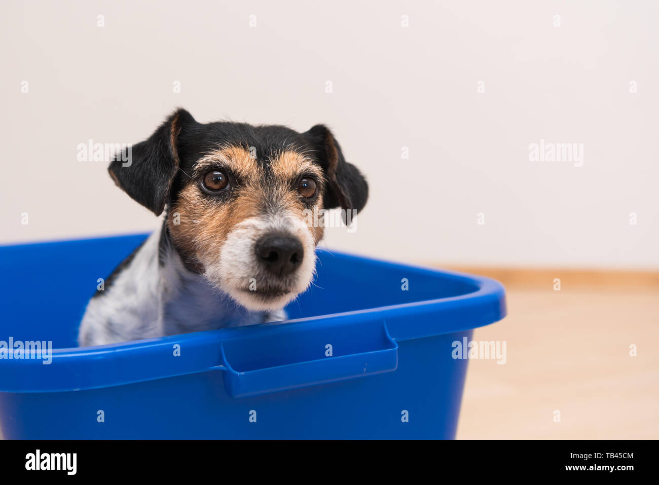 How Do You Bathe A Jack Russell