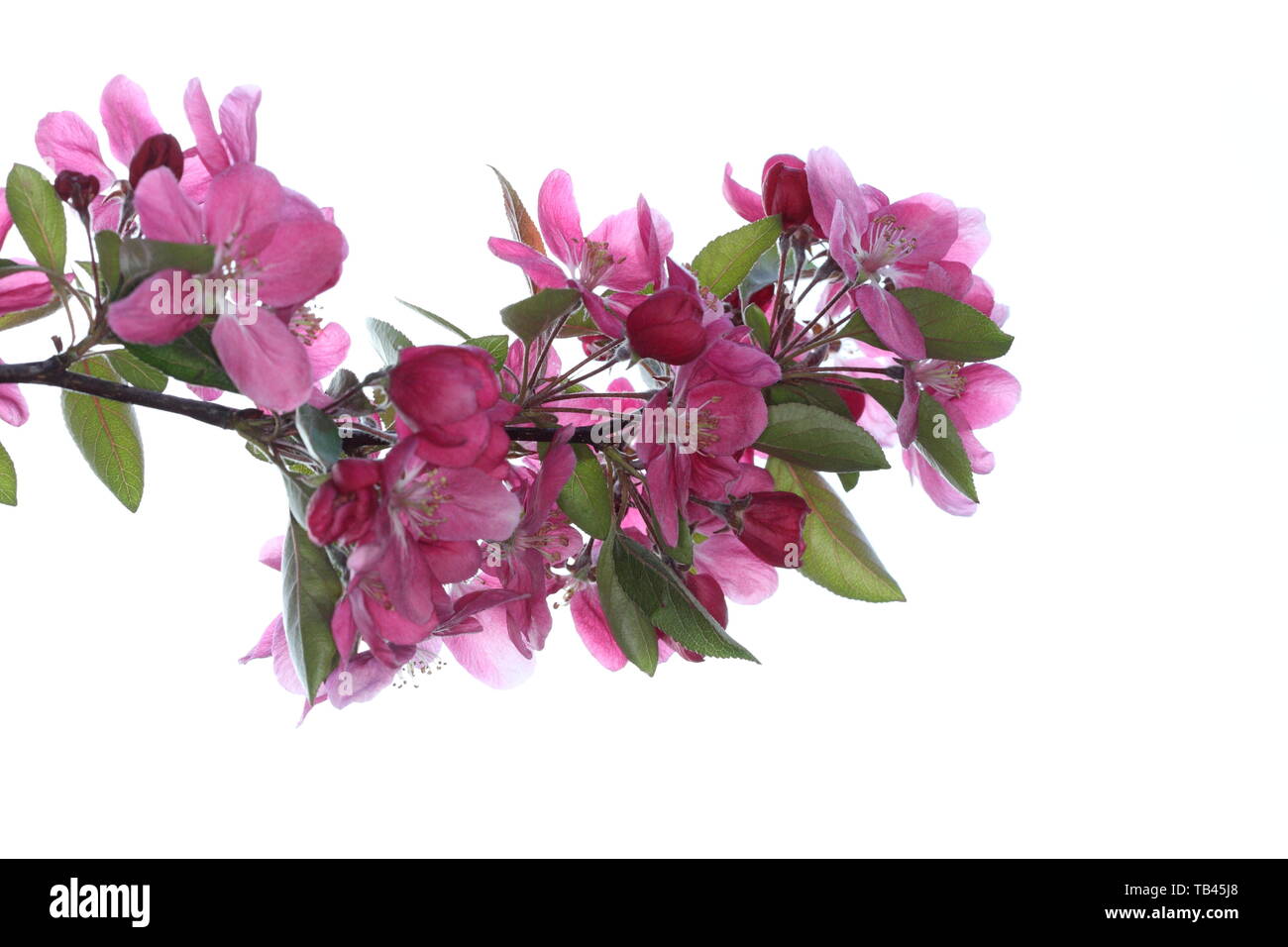 Deep pink blossom flowers on a branch Stock Photo