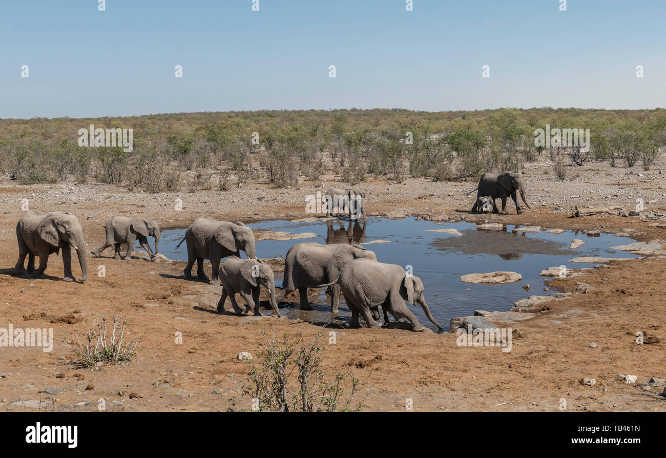Elephants drinking at the Halali waterhole, Etosha National Park, Namibia. Stock Photo
