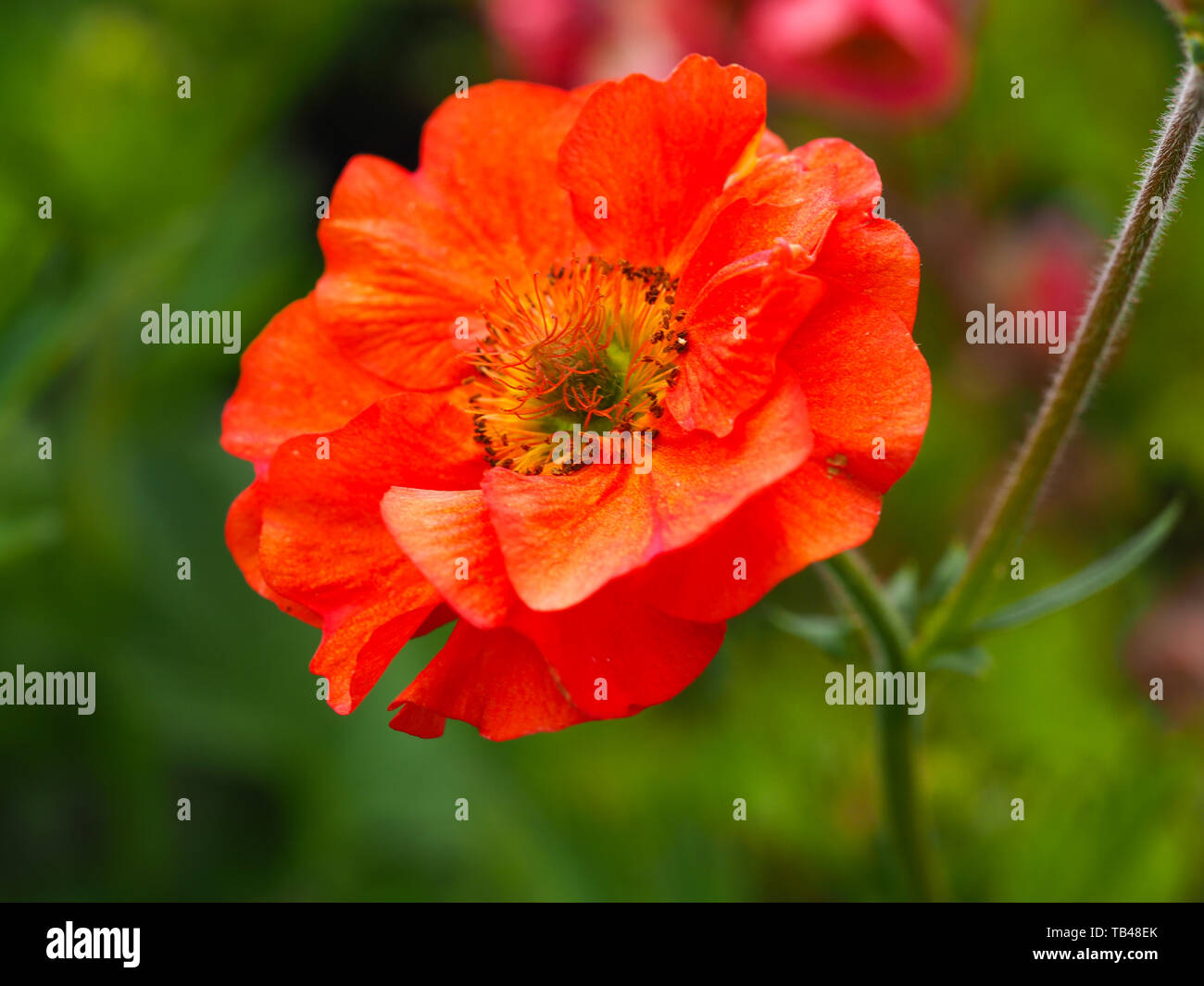 Closeup of a bright orange Geum flower, variety Scarlet Tempest Stock Photo