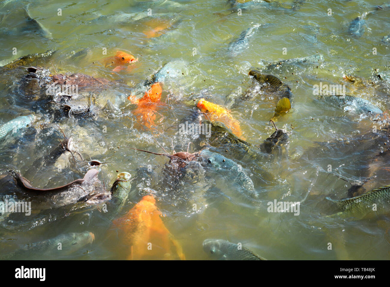 catfish food for ponds