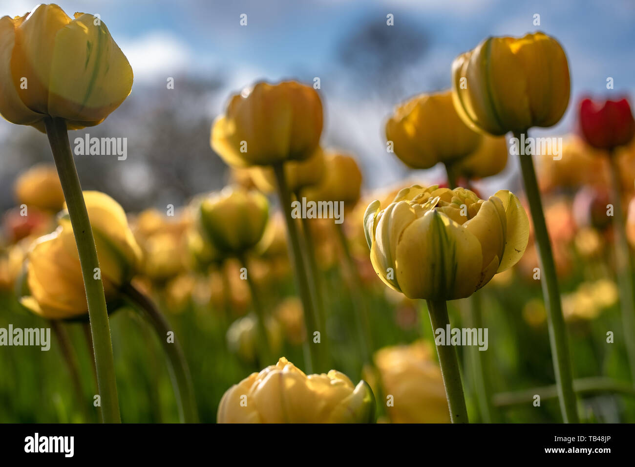 Tulips during Spring in Ottawa are a huge tourist draw. Annual tulip