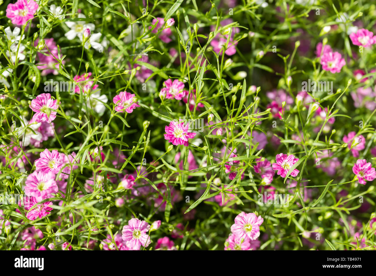 Closeup many little gypsophila pink and white flowers background Stock Photo