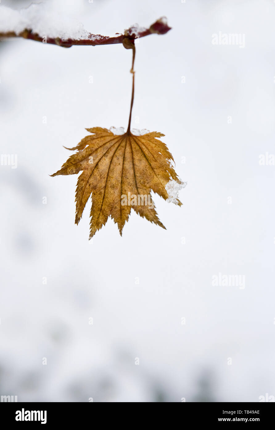 Lone leaf left on branch of acer tree covered with snow Stock Photo