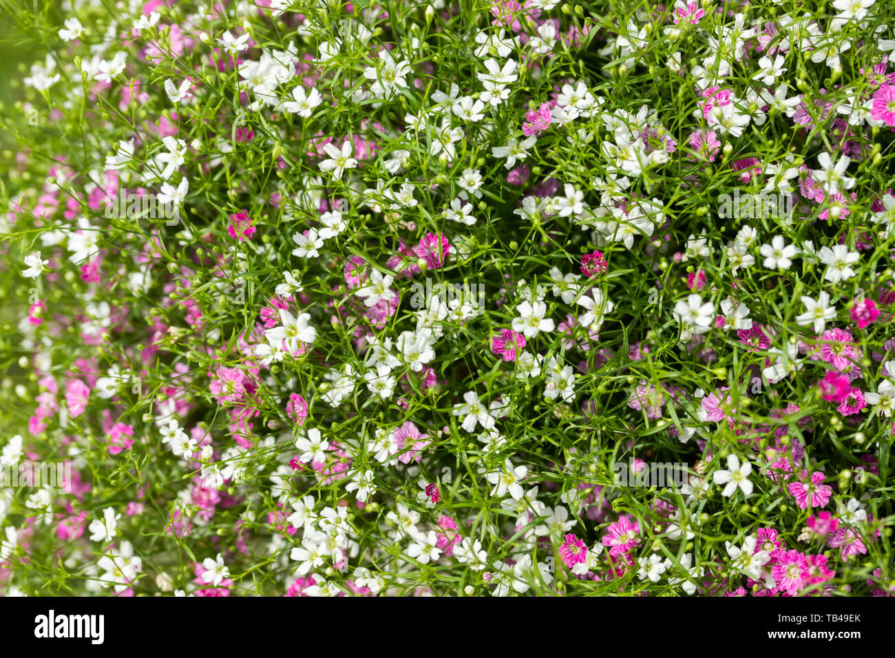 Closeup many little gypsophila pink and white flowers background Stock Photo