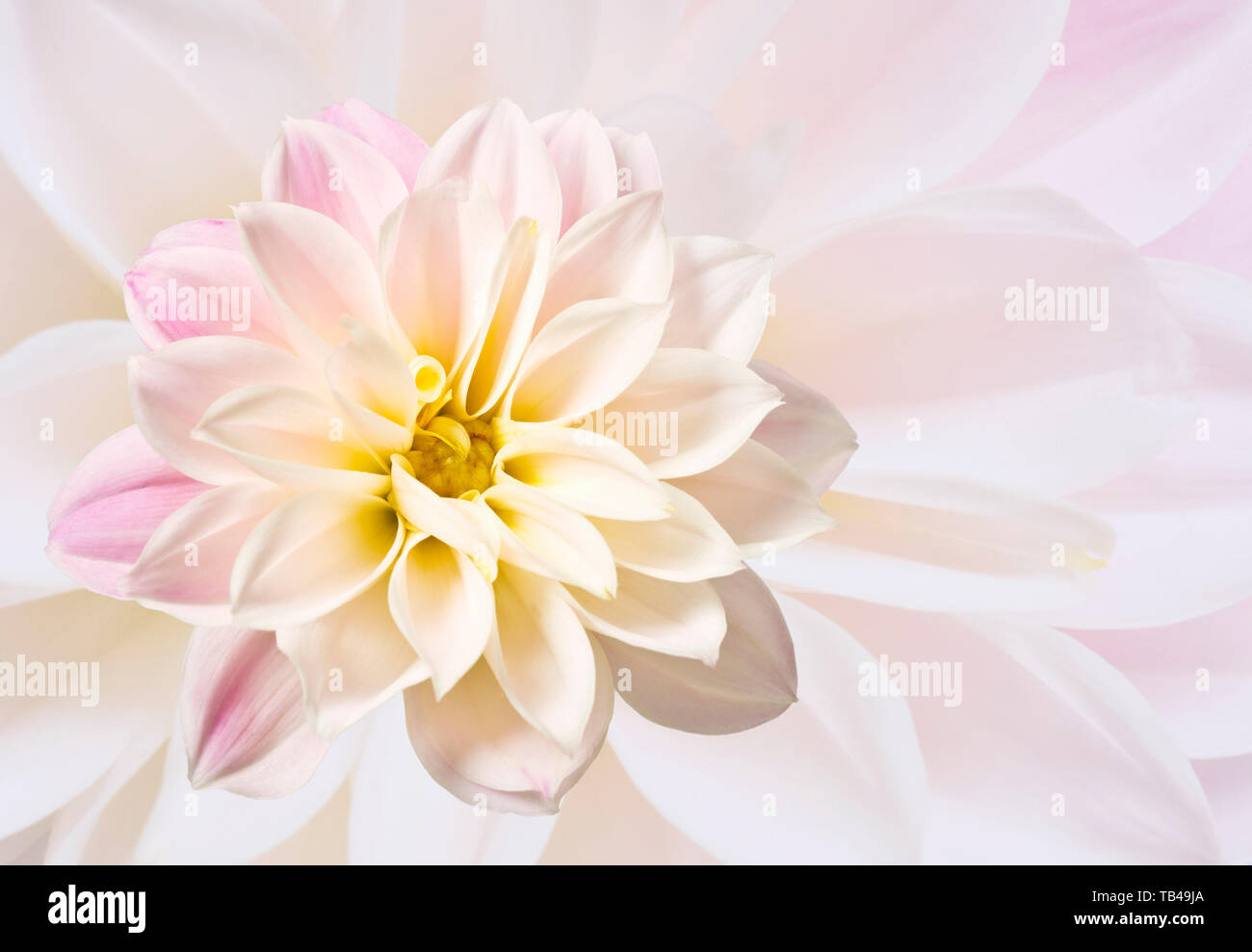 Pink Dahlia Flower Stock Photo