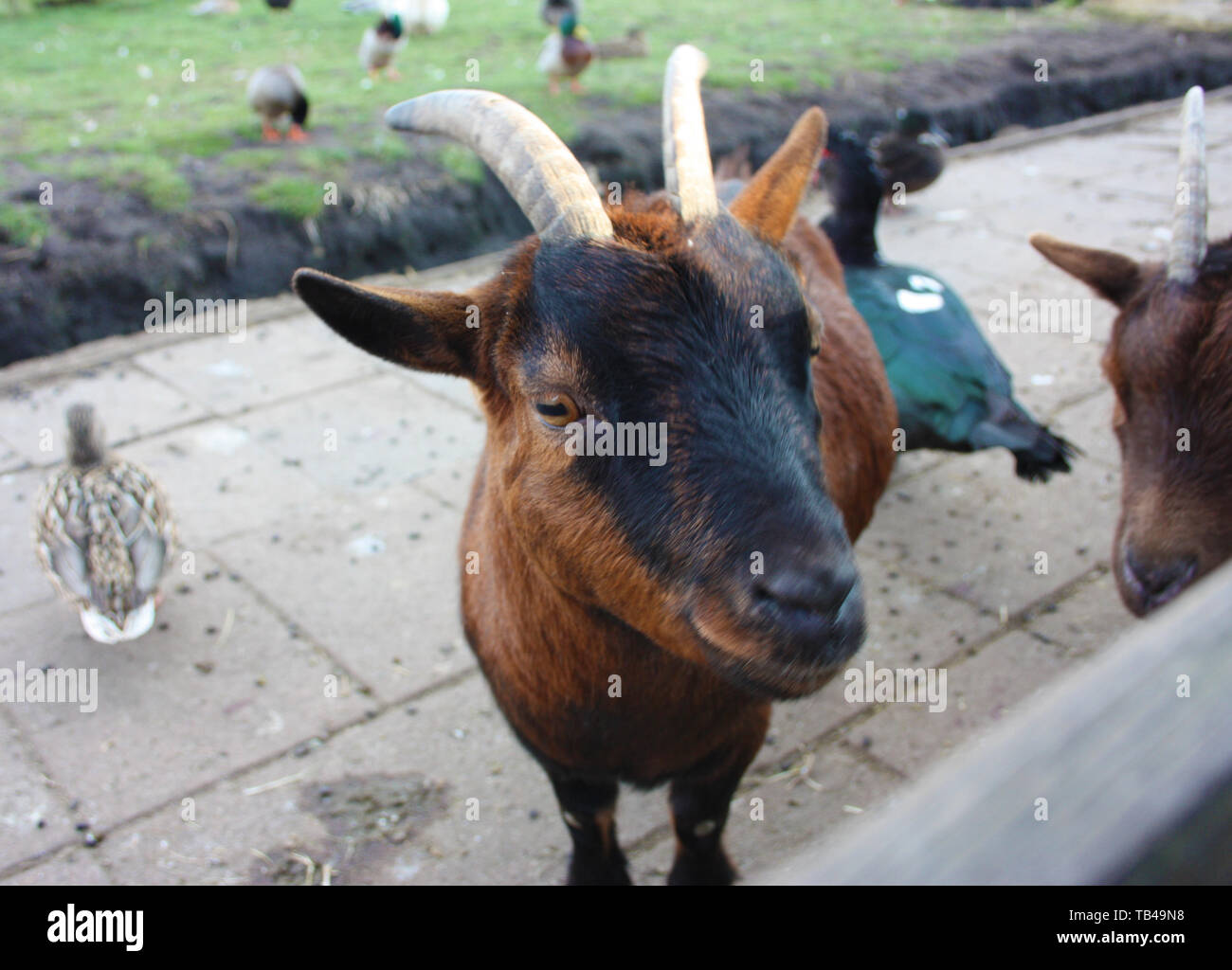 Goat Ram Horns Stock Photos & Goat Ram Horns Stock Images Alamy