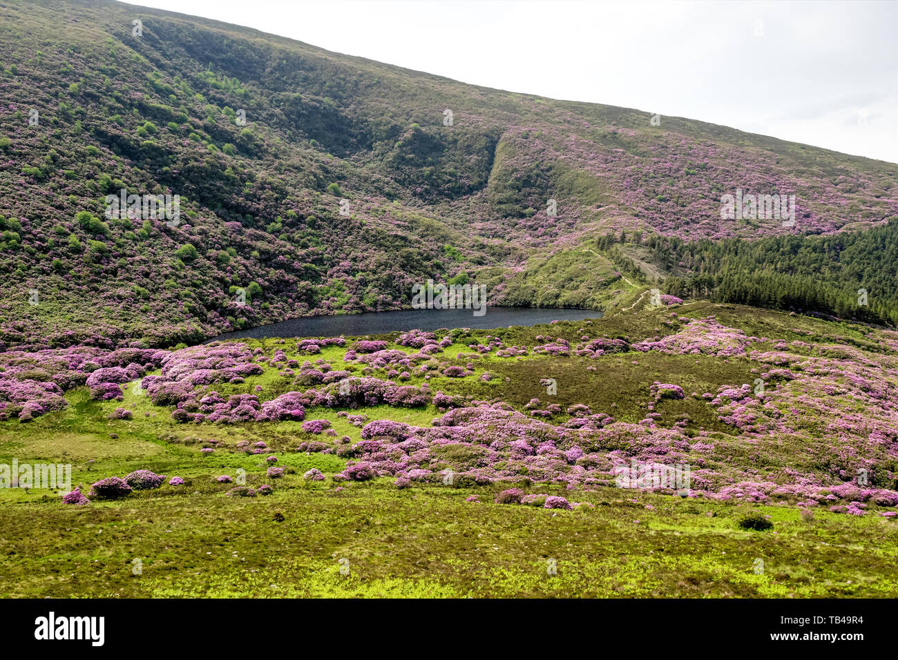 Rhododendron growing in the Vee valley on the Tipperary Waterford border in Ireland. Stock Photo