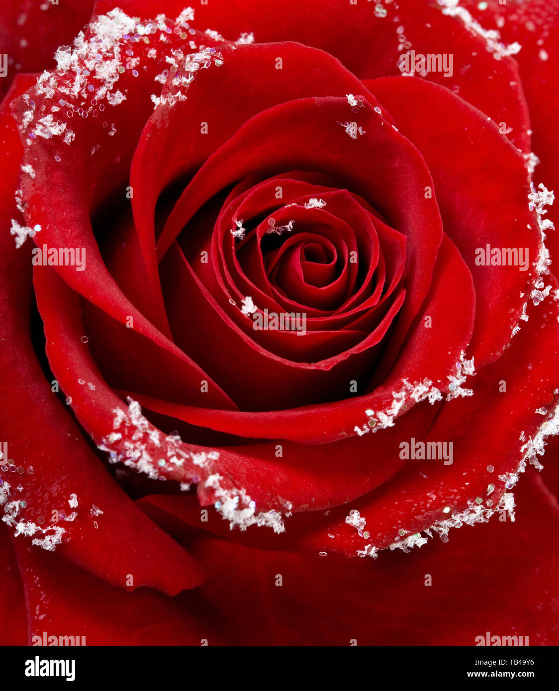 Red Rose covered in snow Stock Photo