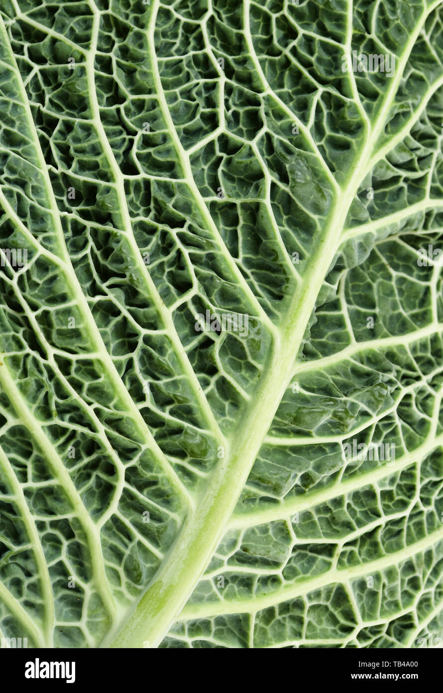 Savoy Cabbage Leaf - Brassica oleracea Stock Photo
