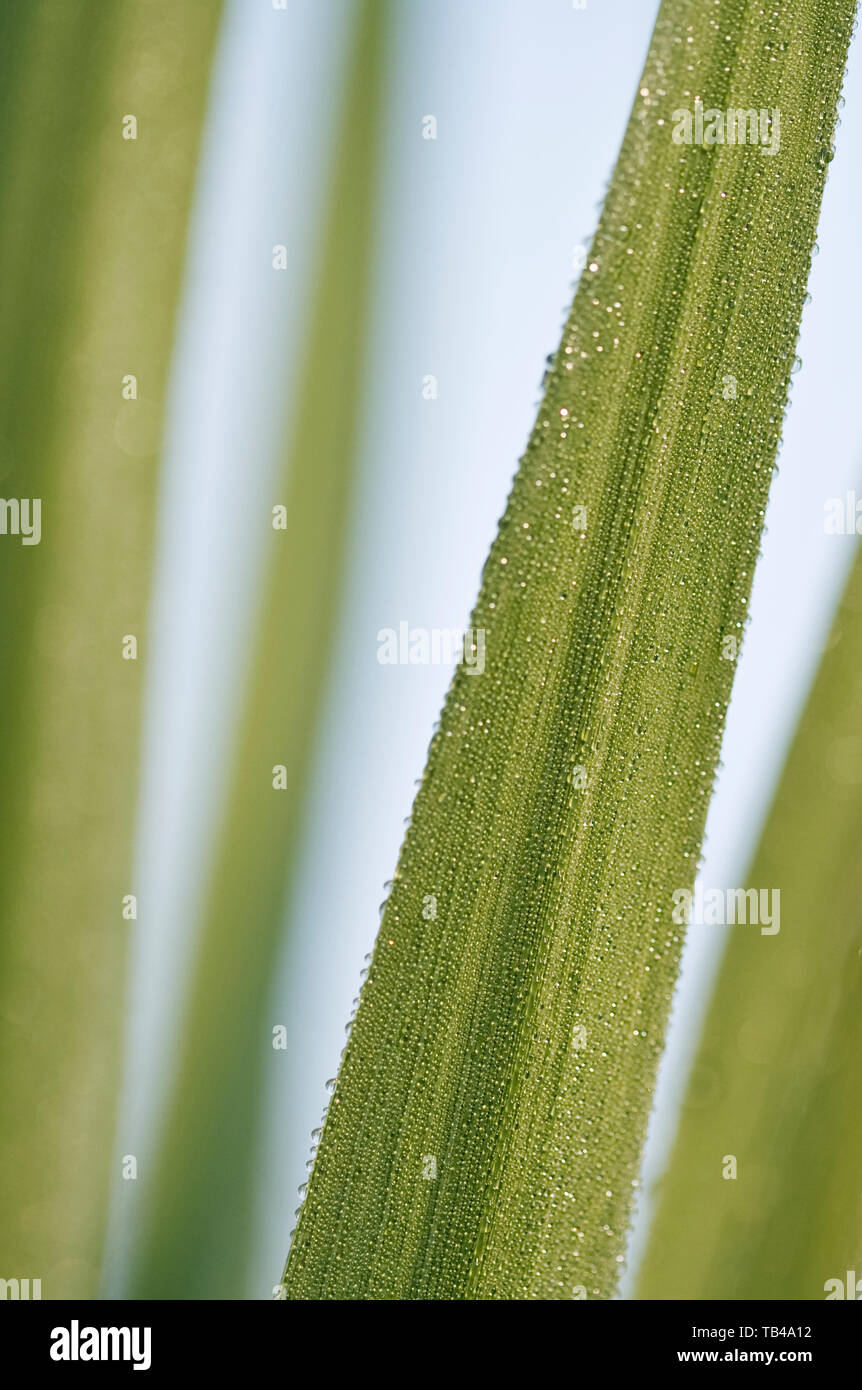 Dew on the leaves of a cordyline plant Stock Photo