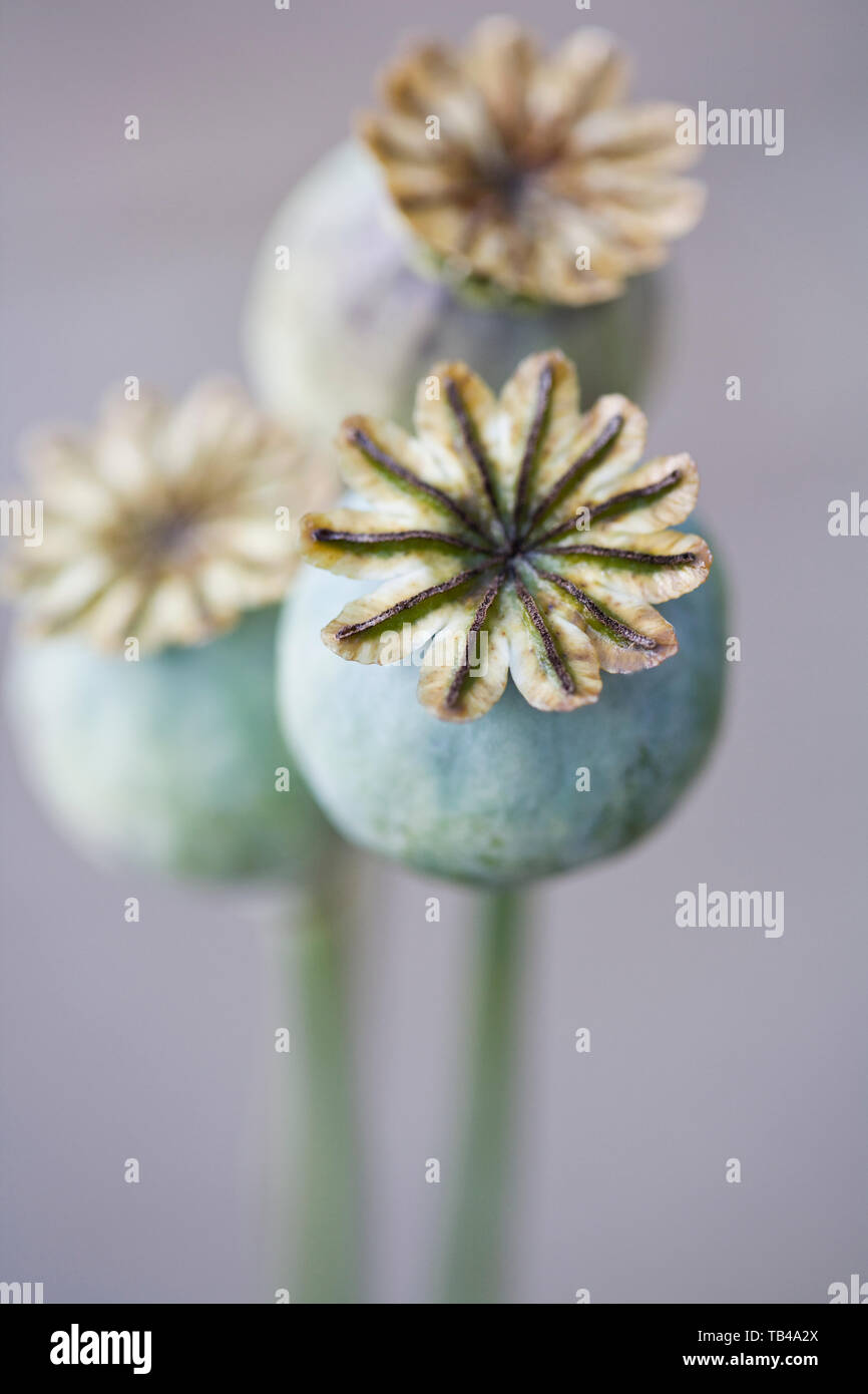 Seed Heads of Opium Poppies - Papaver somniferum Stock Photo