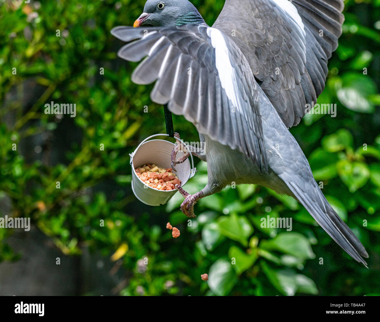Common Wood Pigeon Columba Palumbus Getting It Wrong And Landing