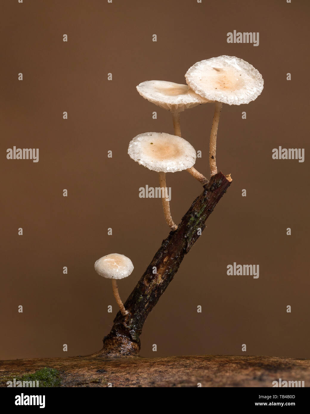 Tiny fungi growing from small rhododendron branch in Autumn. Tipperary, Ireland Stock Photo