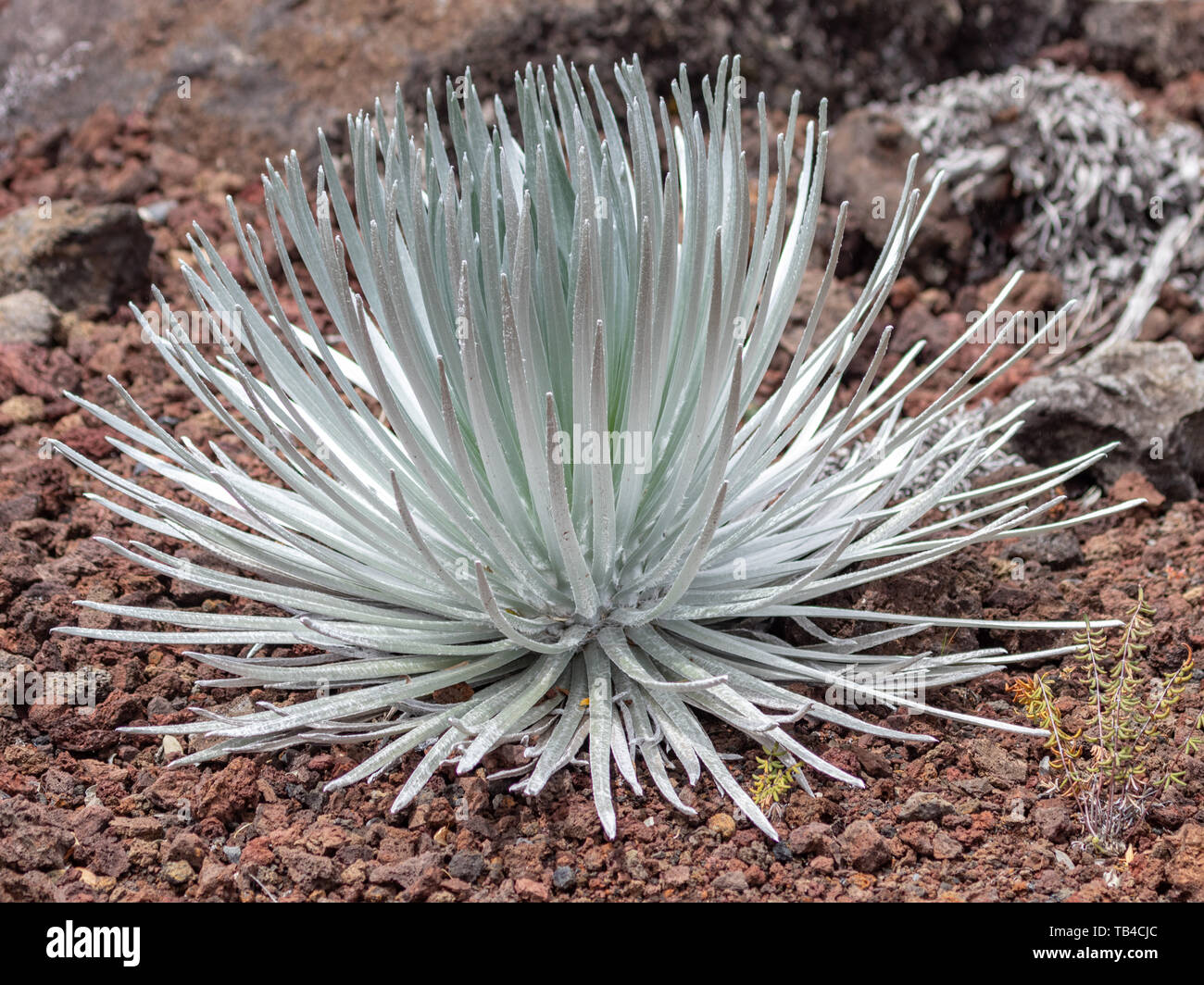 Haleakala silversword, is a very rare plant, part of the daisy family Asteraceae. It takes decades to bloom and then dies after blooming. Stock Photo