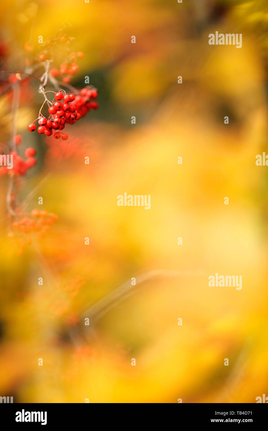 Rowan berries in autumn Stock Photo
