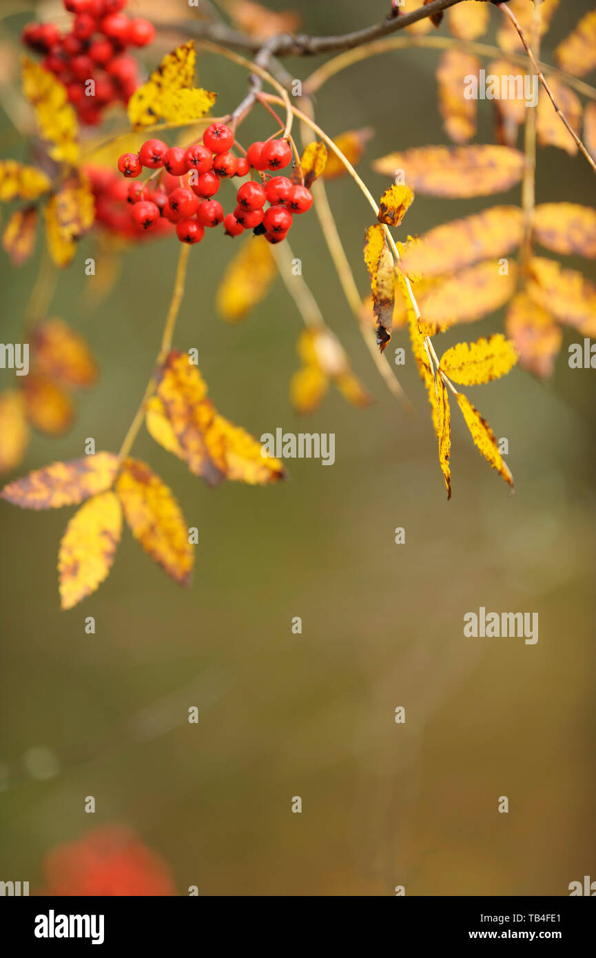 Rowanberries in autumn Stock Photo