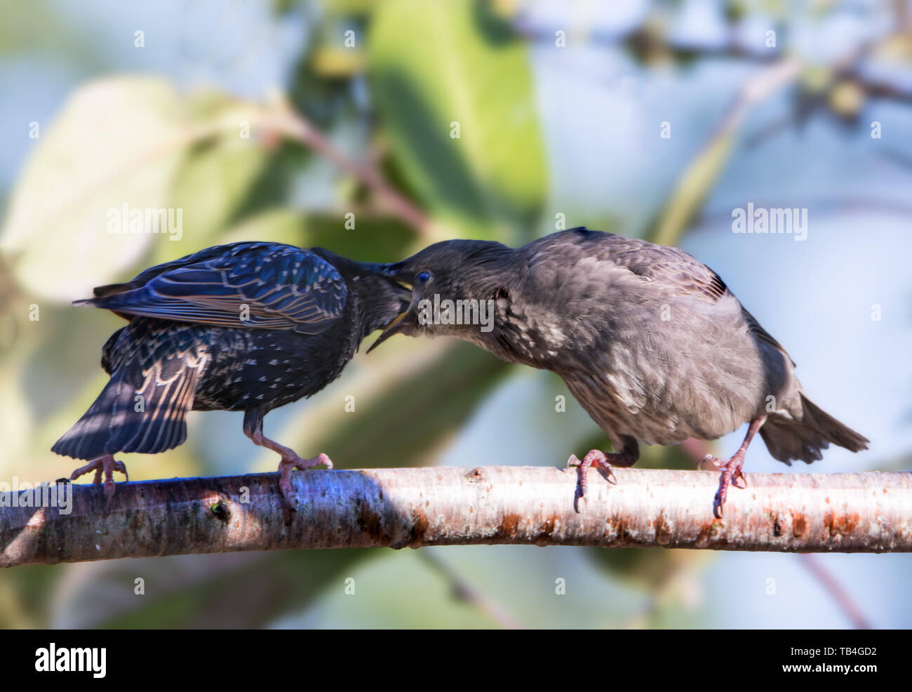 starling-sturnidae-feeding-a-baby-sitting-on-a-branch-in-the