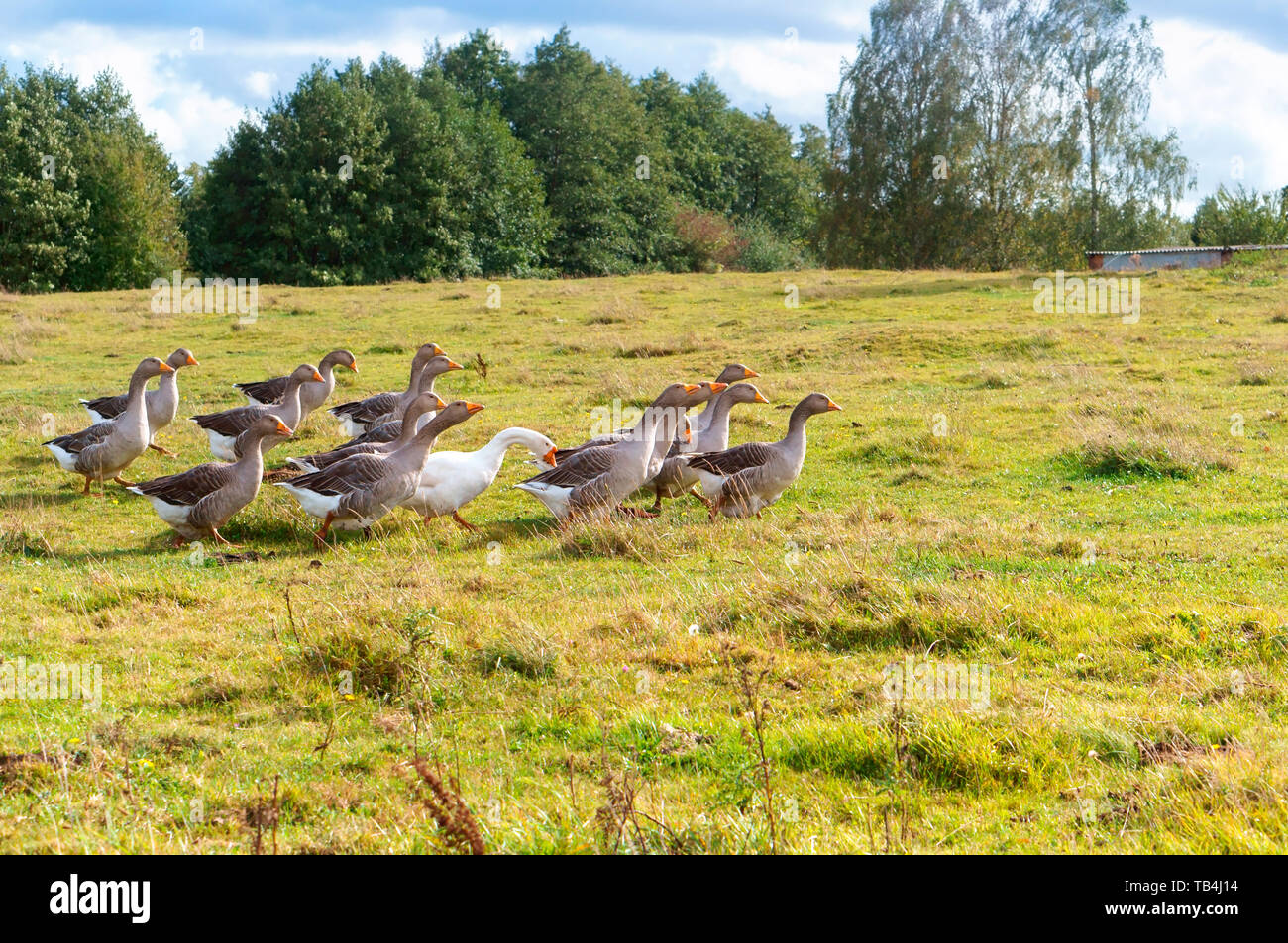 a flock of domestic geese, gray geese running across the meadow Stock Photo