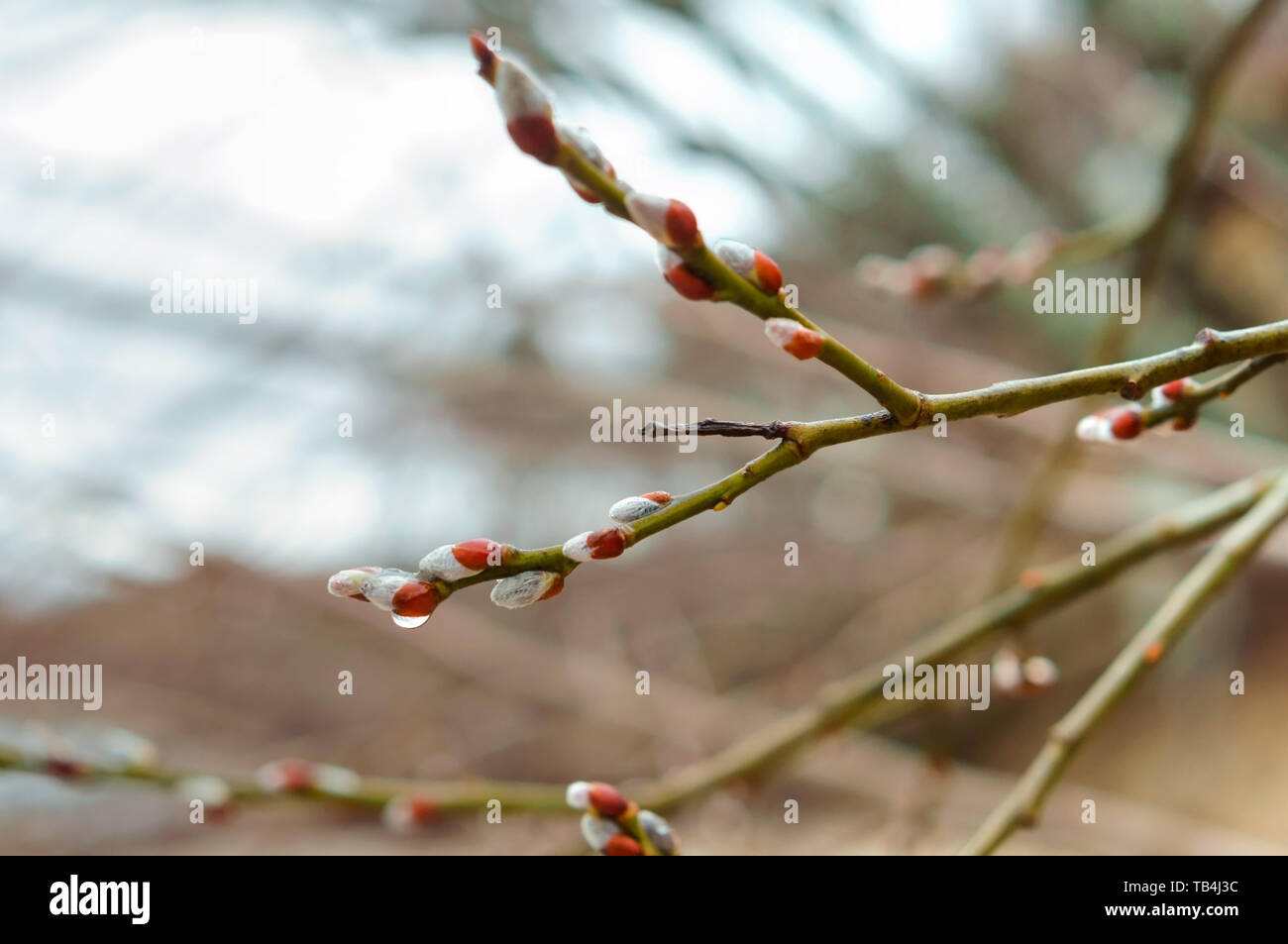 willow branch, fluffy willow buds in spring Stock Photo