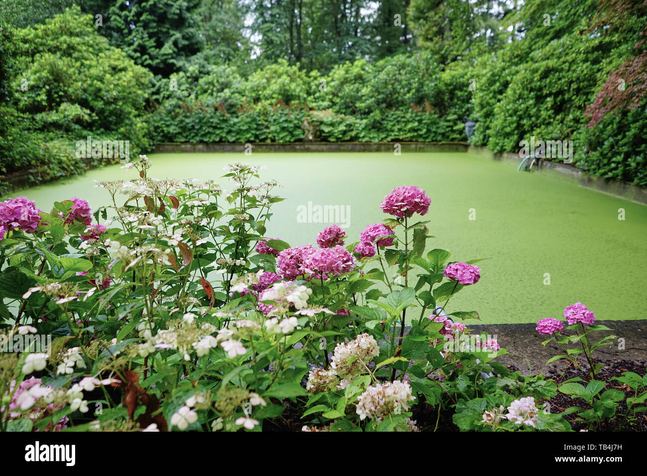 Pretty formal garden with algae filled pond Stock Photo