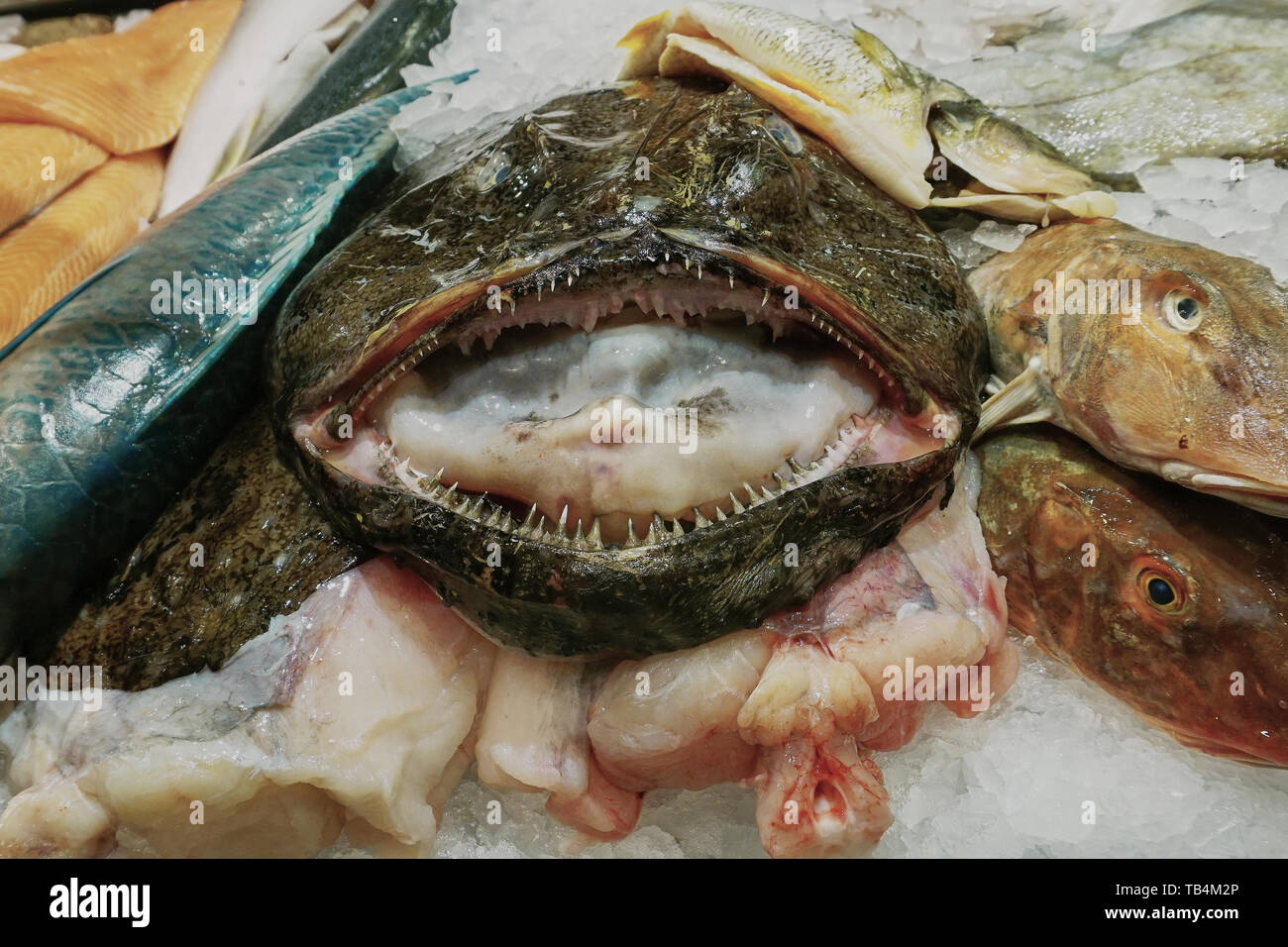 Close up of seafood display with Monk Fish Stock Photo
