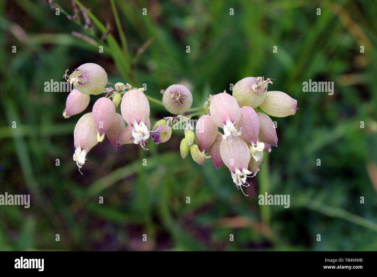Bunch of Bladder campion or Silene vulgaris or Maidenstears perennial common wildflowers with drooping white flowers and large inflated calyx Stock Photo