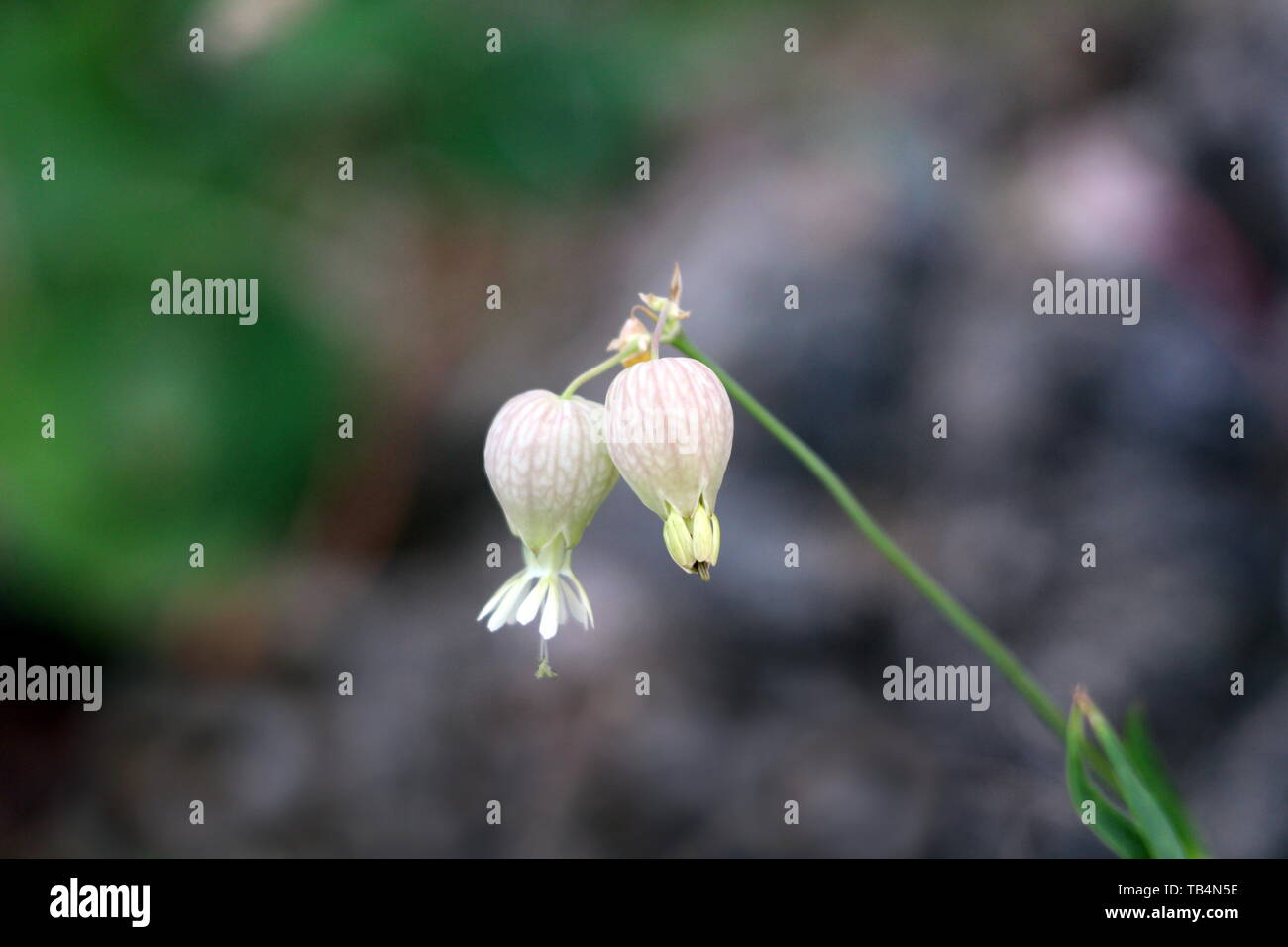 Single of Bladder campion or Silene vulgaris or Maidenstears perennial common wildflower with drooping white flowers and large inflated calyx Stock Photo