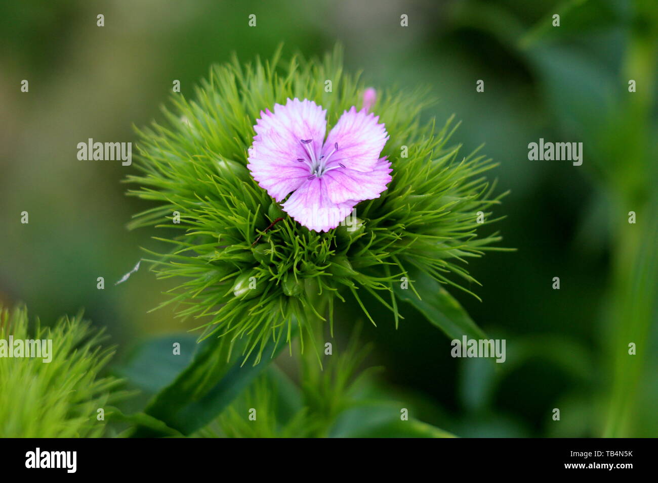 Single Sweet William or Dianthus barbatus young flowering plant with light pink flower and green leaves planted in local garden Stock Photo