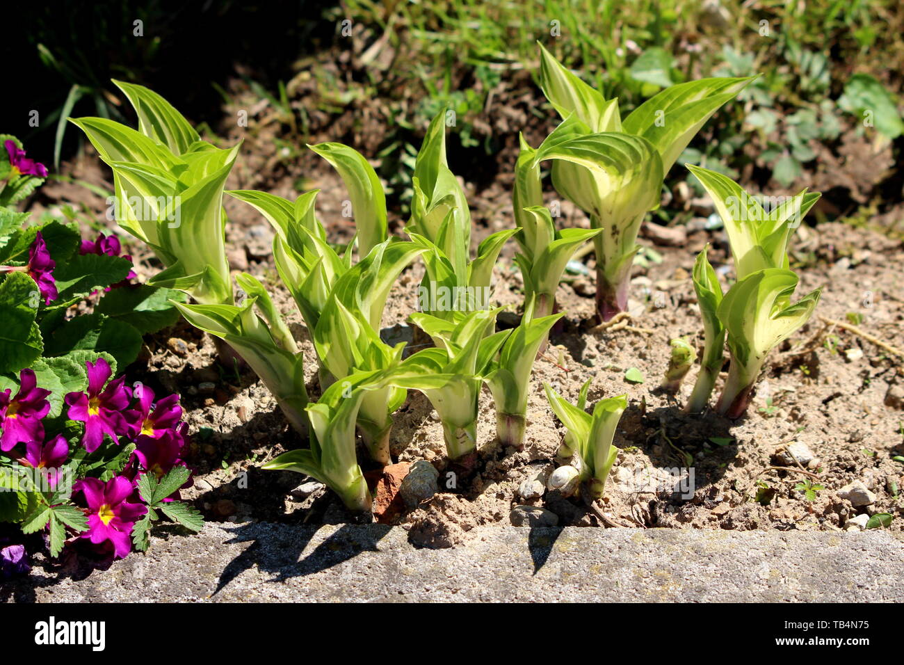 Young Plantain lily or Hosta or Giboshi or Heartleaf lilies foliage plant with large ribbed