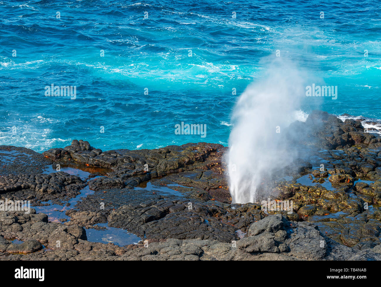 Close up landscape by Punta Pitt with a blowhole eruption on Espanola Island and the blue waters of the Pacific Ocean, Galapagos Islands, Ecuador. Stock Photo