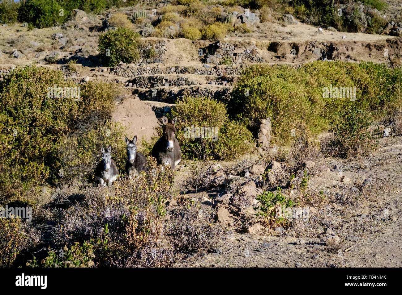 3 Donkeys High Resolution Stock Photography and Images - Alamy