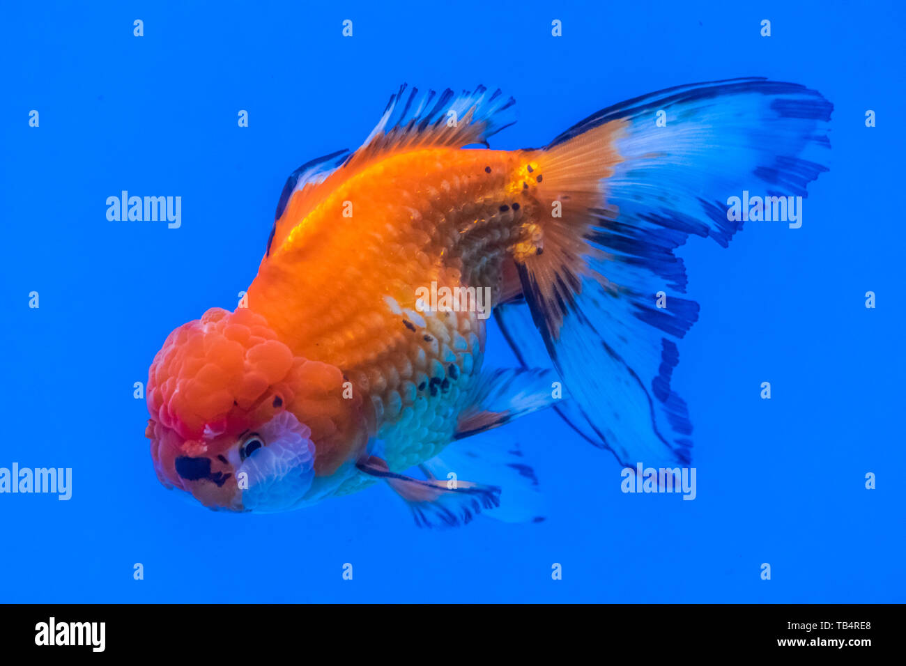 Oranda Goldfish (Carassius auratus) swimming in blue water enviroment Stock Photo