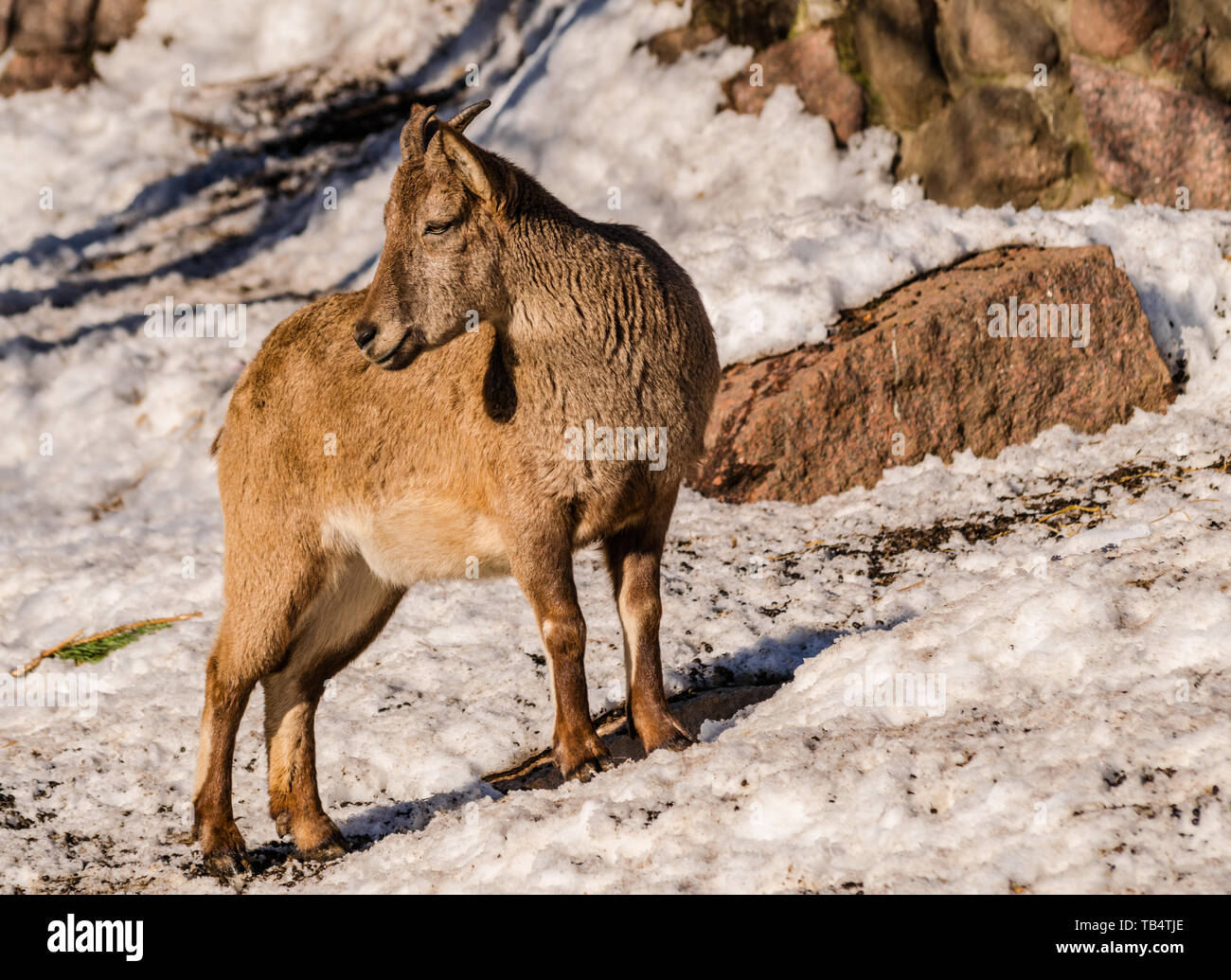 East Caucasian tur or Daghestan tur (Capra caucasica cylindricornis ...