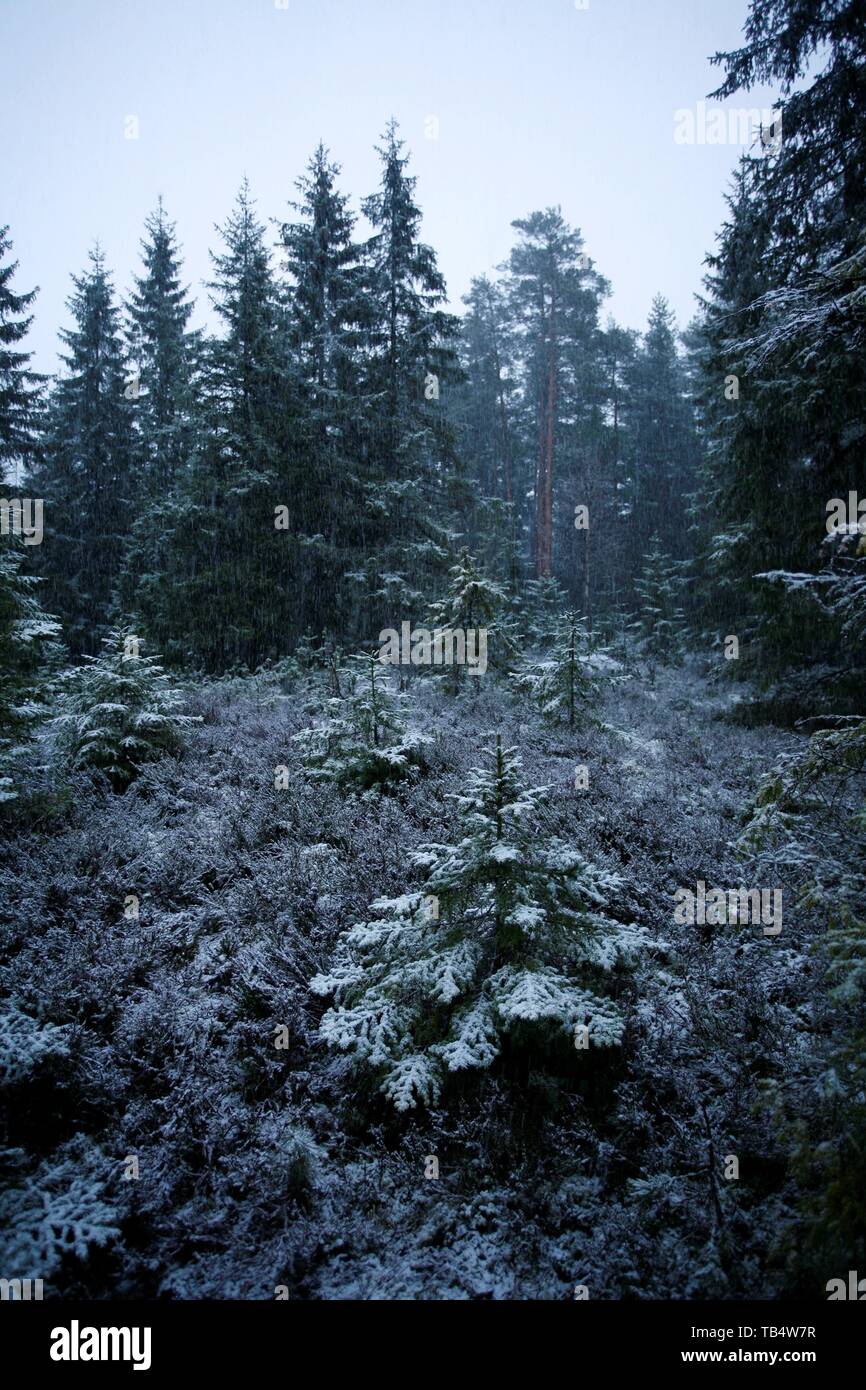 Woods firs conifer forest hi-res stock photography and images - Alamy
