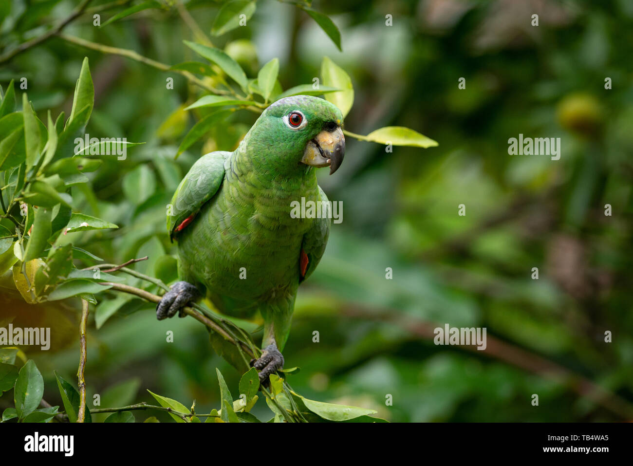 Mealy parrot amazona farinosa hi-res stock photography and images - Alamy