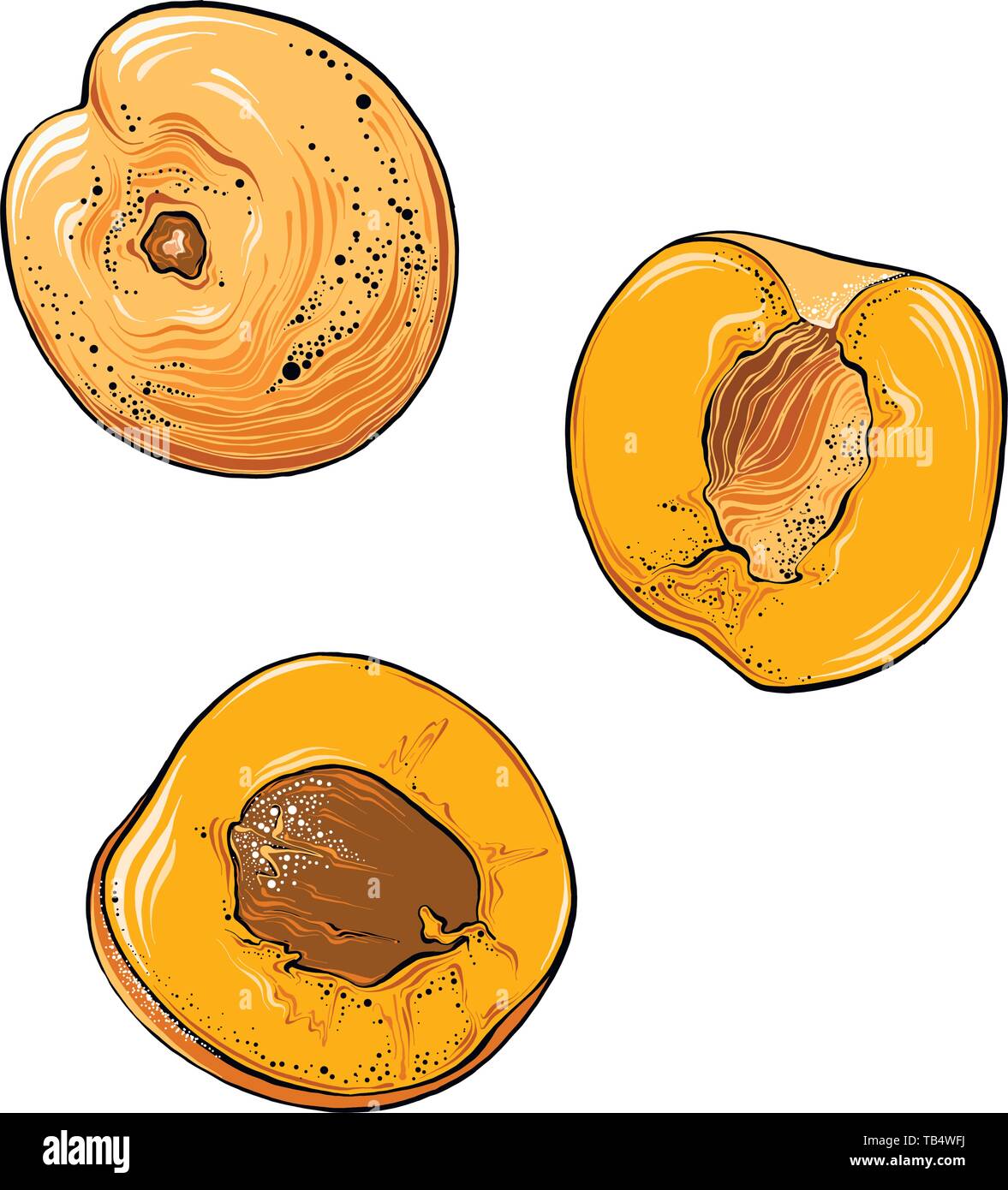 Hand drawn sketch of apricot in color. Isolated on white background