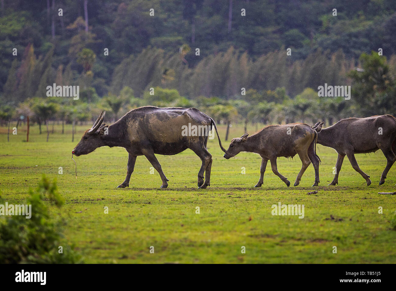 flock of water buffalo walking on farm field Photo - Alamy