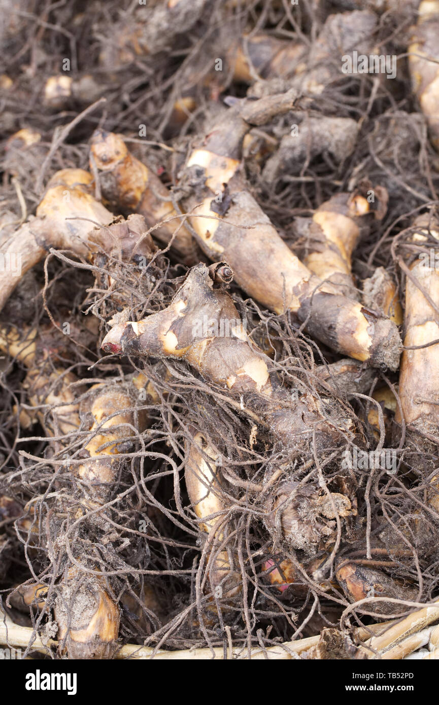 Canna indica rhizomes. Stock Photo
