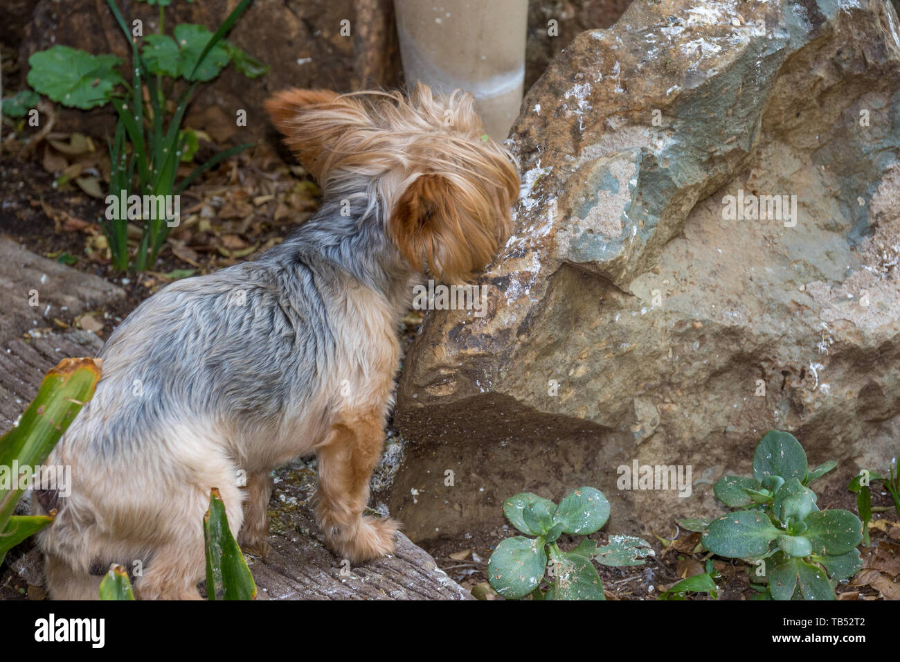 Domestic dogs eating bird droppings in an urban garden image in