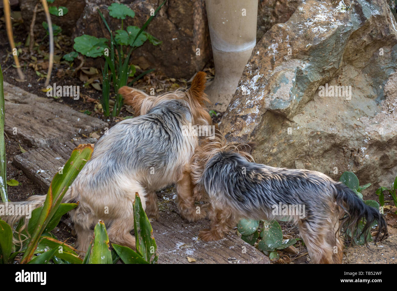 Domestic dogs eating bird droppings in an urban garden image in ...