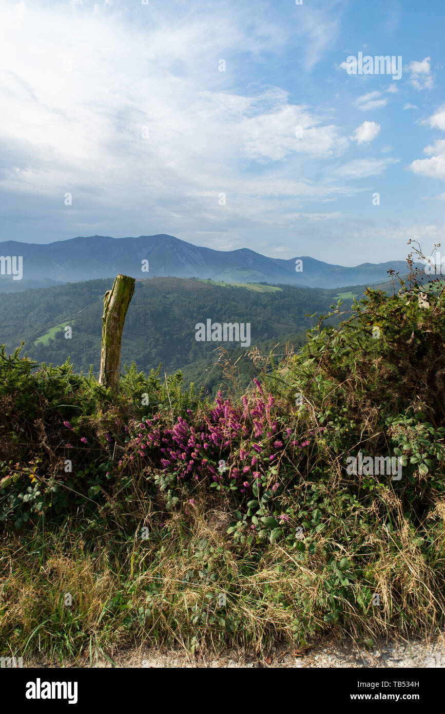 Bell heather on a bank in Asturias in a country lane, Spain. / Heidekraut auf einer Bank in einem Feldweg, Asturias, Spanien. Stock Photo