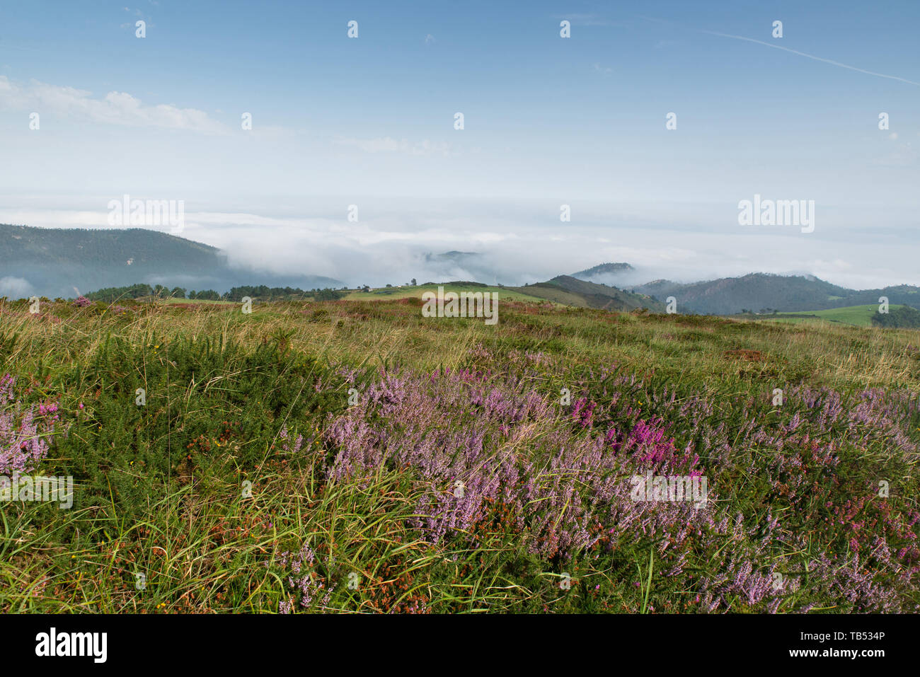 The moor with gorse and bell heather with the mountains of Asturias in the background, Spain. Stock Photo