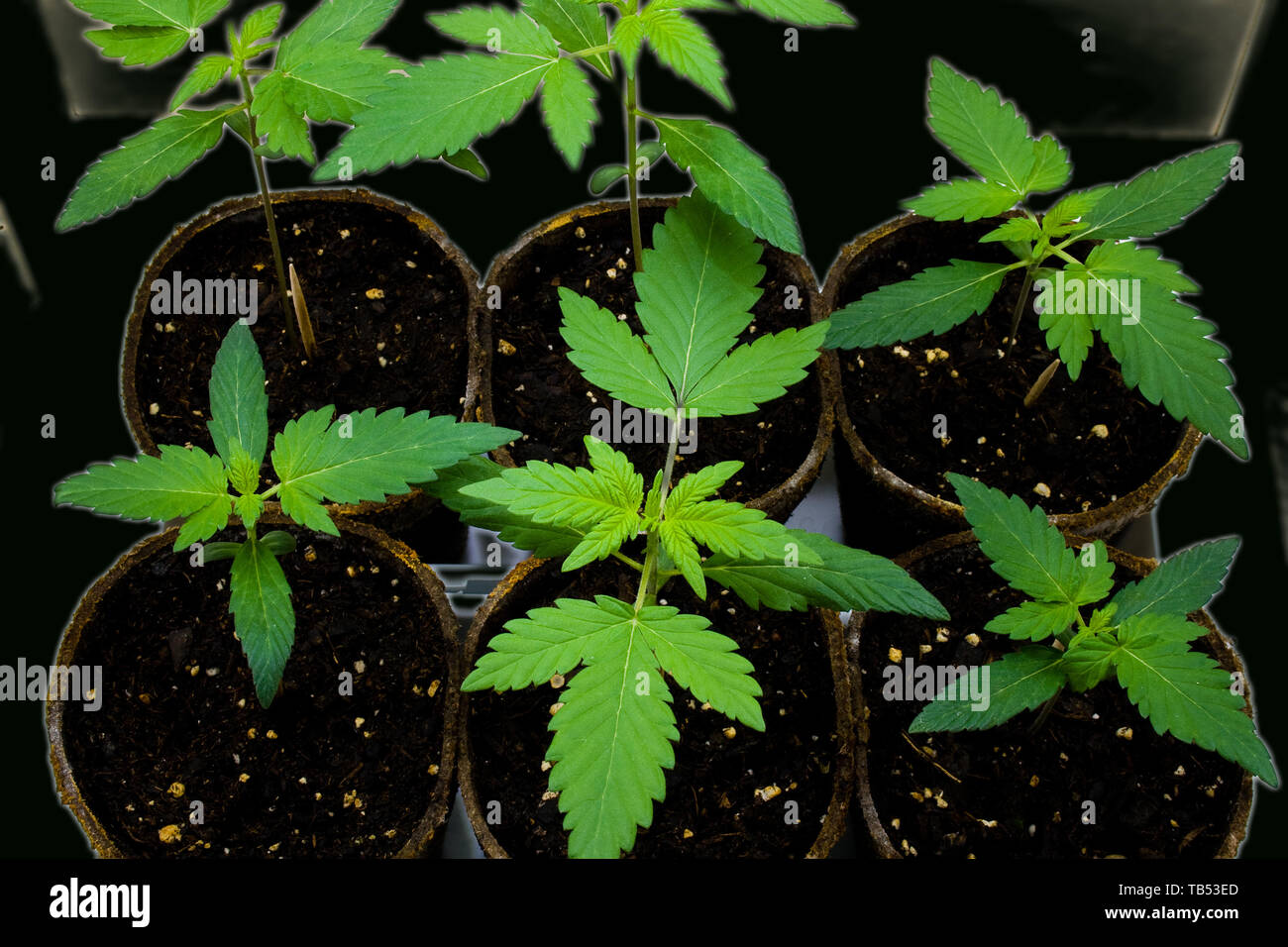 Young Cannabis Plants - also known as Marijuana. Glowing filter Stock Photo